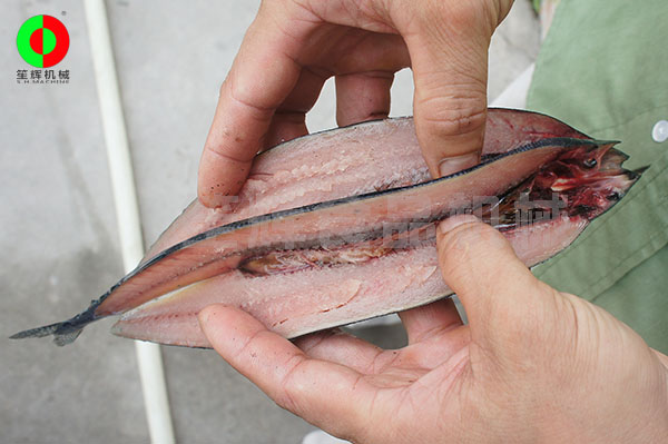 魚(yú)類(lèi)開(kāi)邊機(jī)